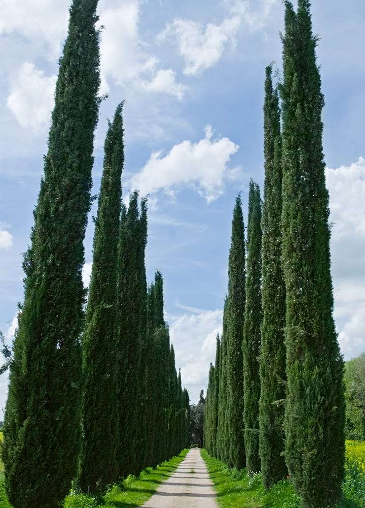 Comment choisir un conifère décoratif extérieur pour sublimer votre jardin en 2025 ?