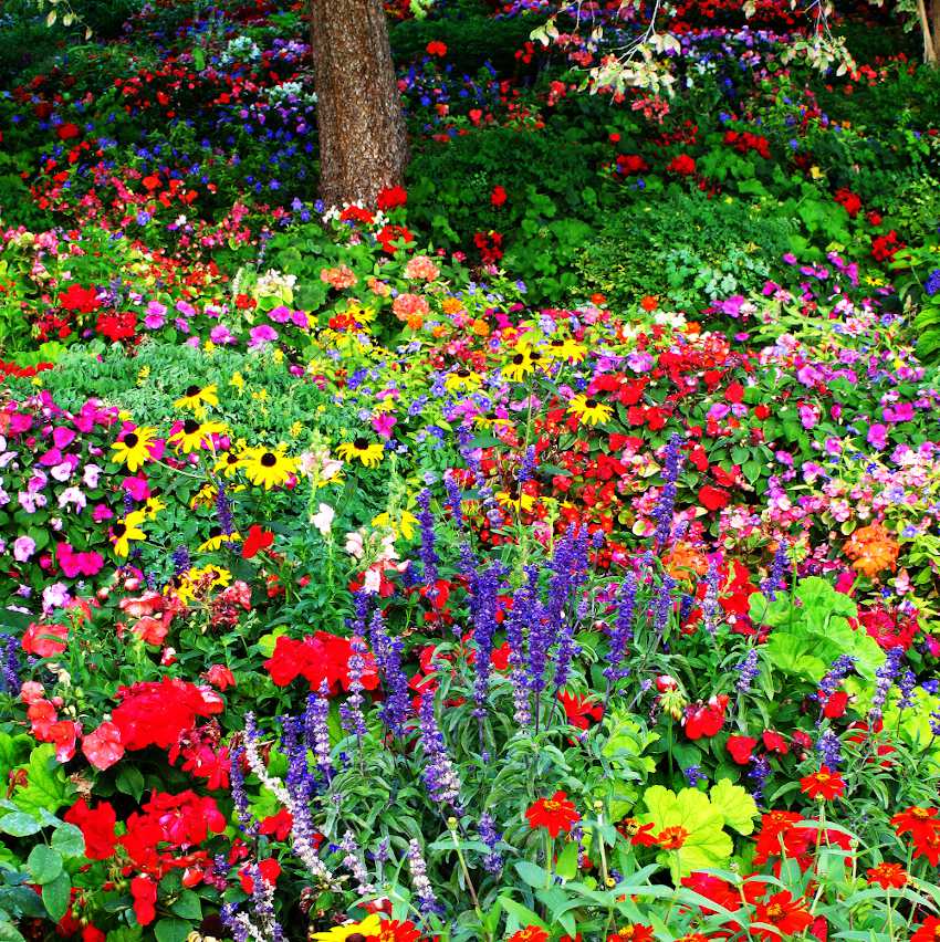 Créer un massif de jardin sans entretien : astuces et conseils pour un espace paysager facile