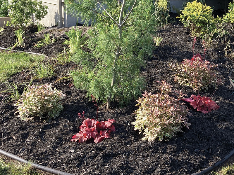 découvrez comment utiliser la sciure de bois au jardin en 2025 : conseils pratiques, avantages pour vos plantes, astuces écologiques et erreurs à éviter pour un jardin sain et naturel.