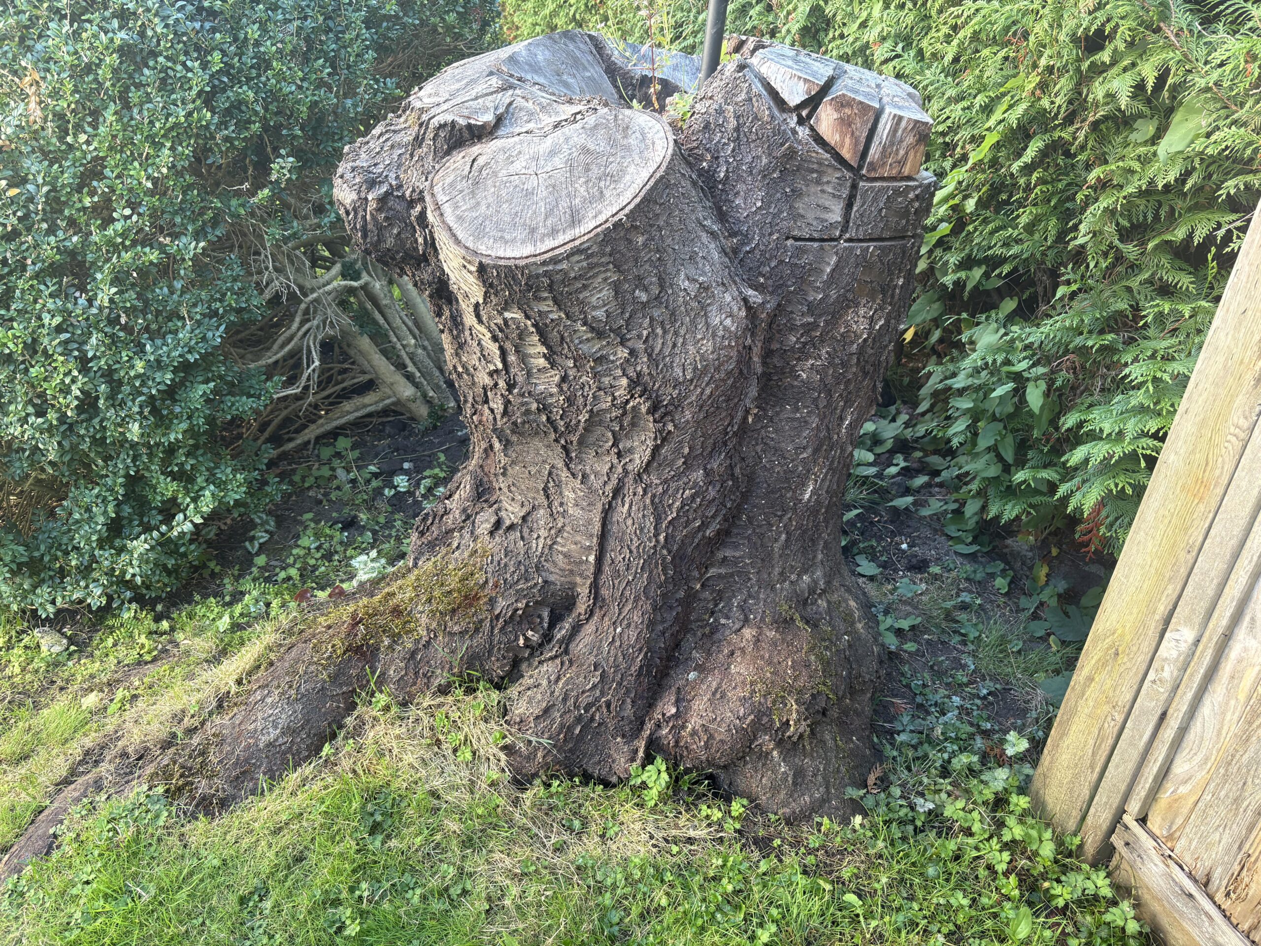 découvrez comment le sel d'epsom peut être utilisé pour favoriser la santé et la croissance des souches d'arbres, ainsi que ses bienfaits pour le jardinage écologique. conseils d'application et précautions à prendre.