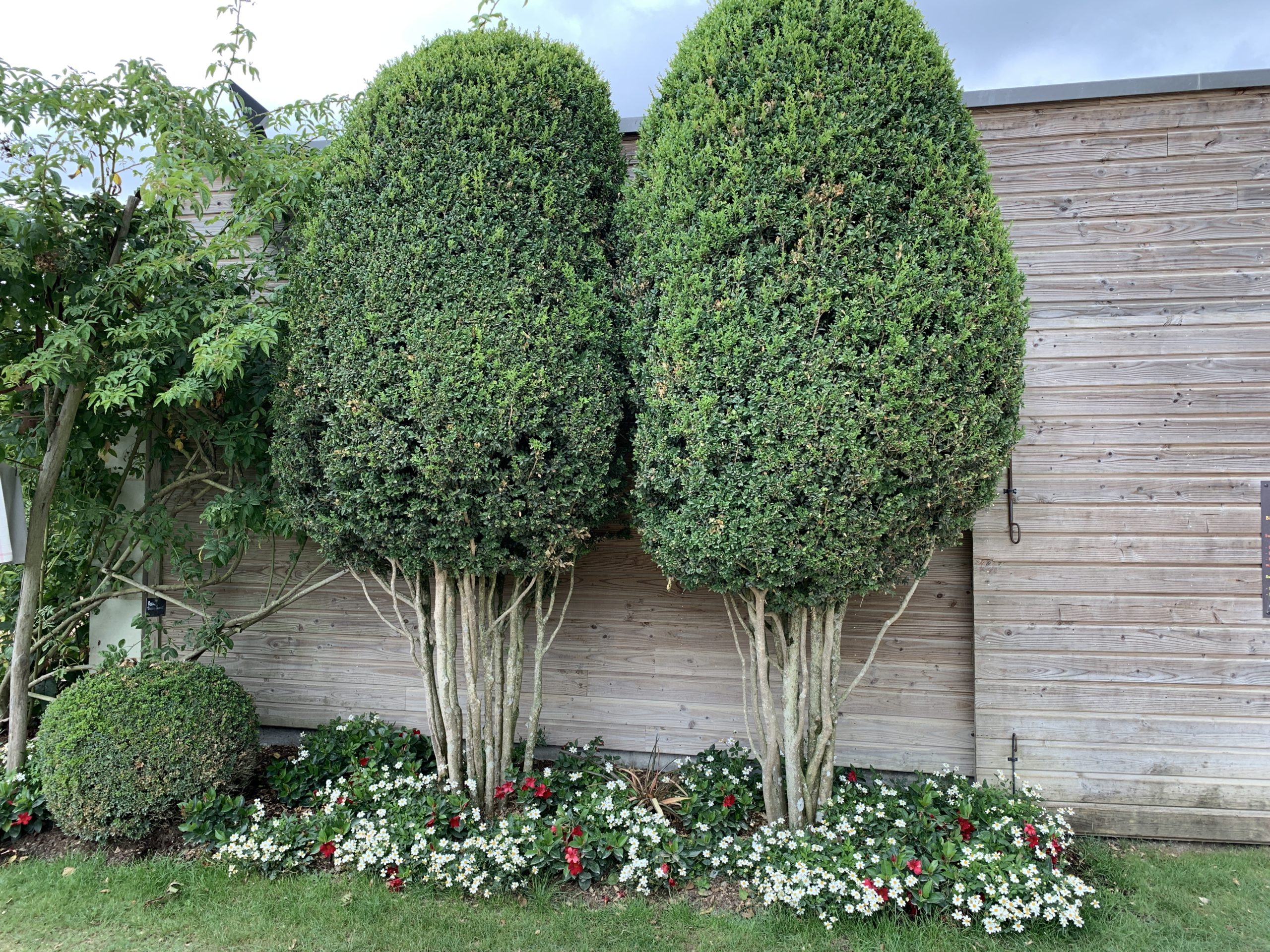 découvrez notre sélection d'arbres décoratifs persistants, idéals pour embellir votre jardin toute l'année grâce à leur feuillage vert et leur allure élégante.
