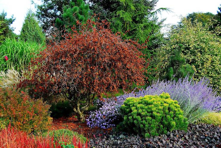 découvrez une sélection d'arbres décoratifs persistants pour embellir votre jardin toute l'année. idéaux pour apporter couleur et structure en toute saison.