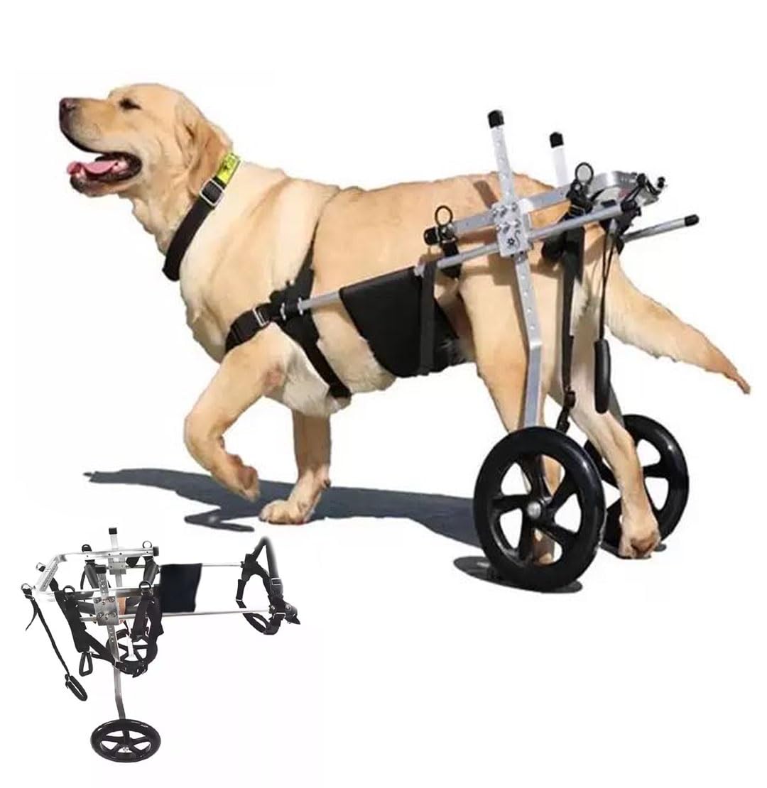 découvrez comment un chariot pour chien paralysé peut redonner mobilité et autonomie à votre animal de compagnie. conseils pour bien choisir et adapter un chariot selon les besoins de votre chien.