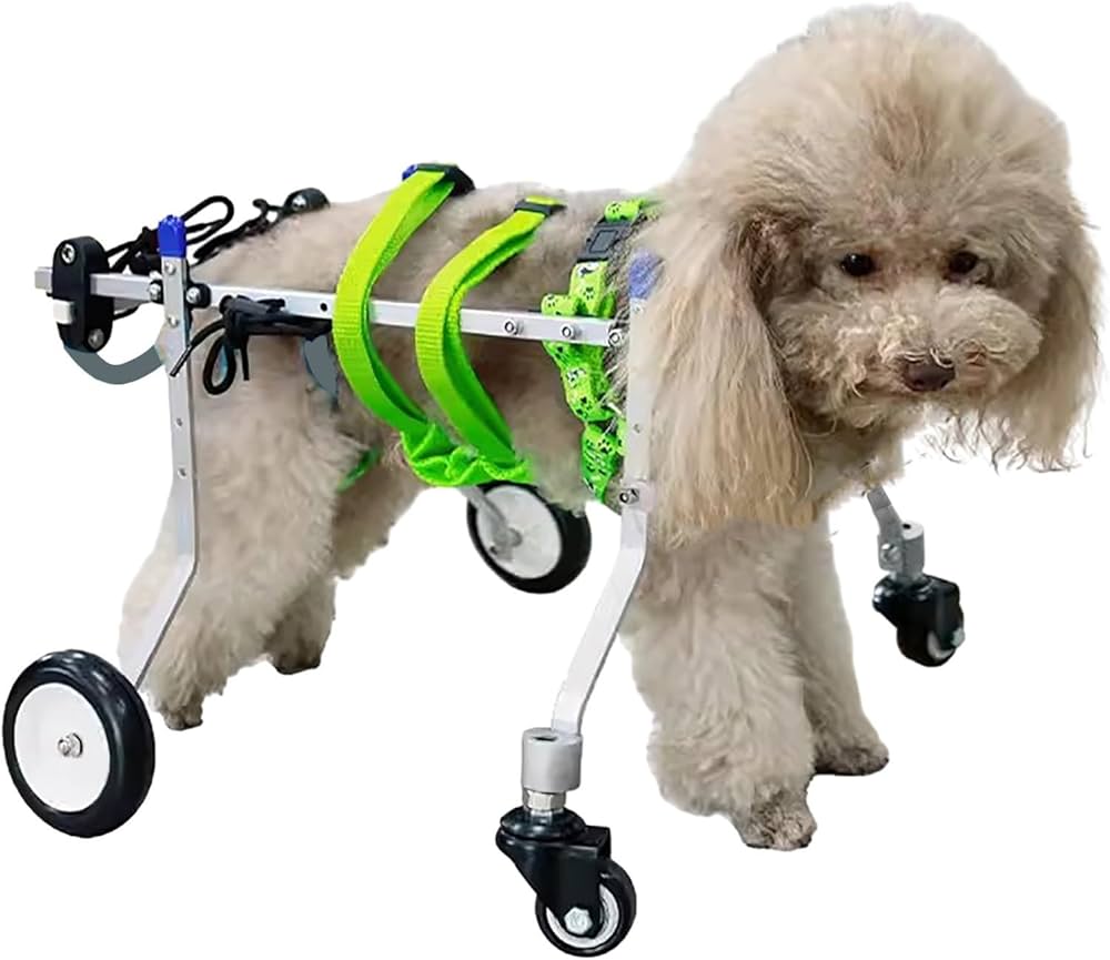 découvrez notre chariot pour chien paralysé : une solution confortable et pratique pour aider votre animal à retrouver sa mobilité et son autonomie au quotidien. conçu pour le bien-être et la sécurité de votre compagnon.