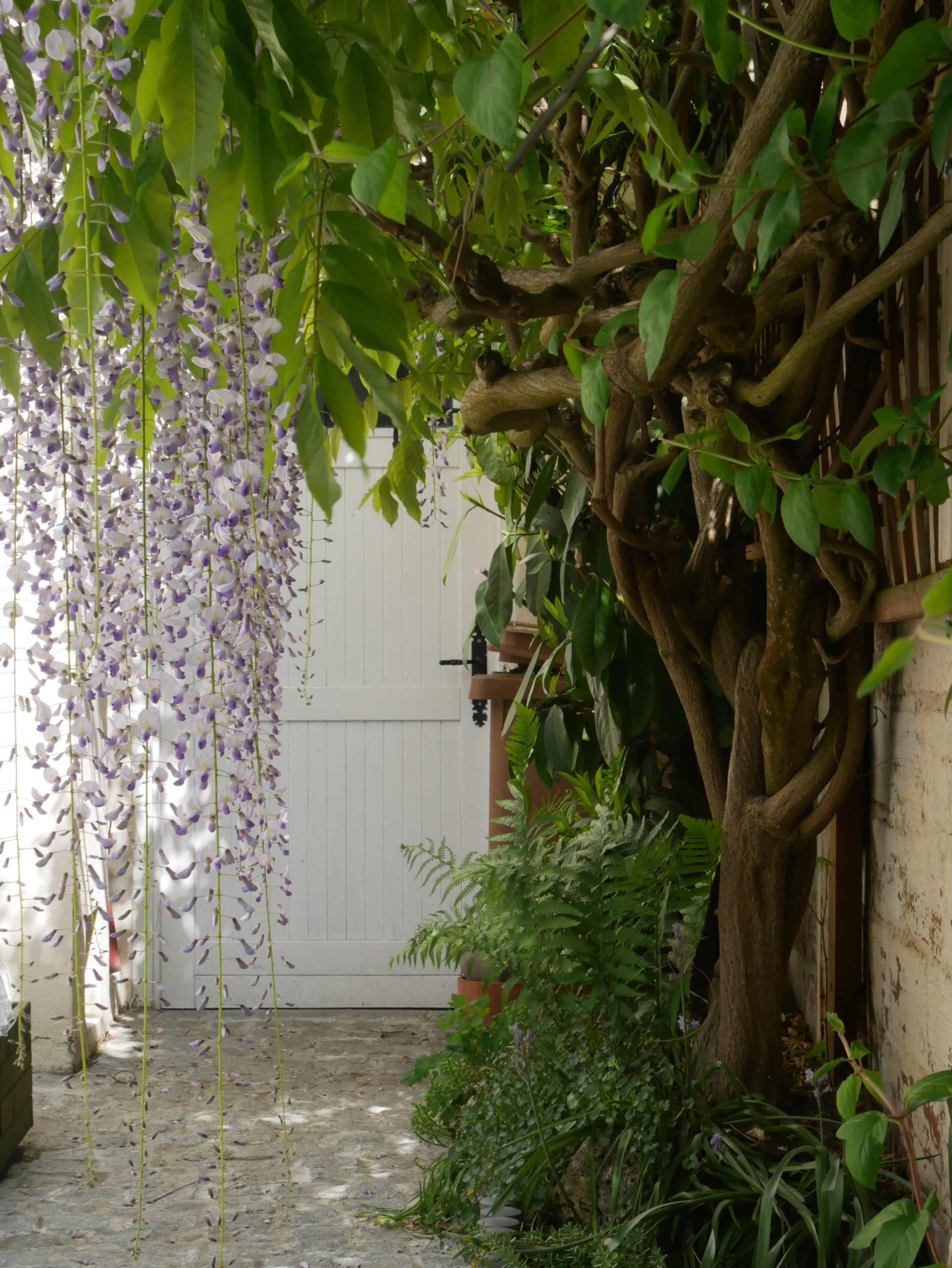 découvrez comment fabriquer un support solide et durable pour votre glycine afin de sublimer votre jardin avec une structure résistante et esthétique.