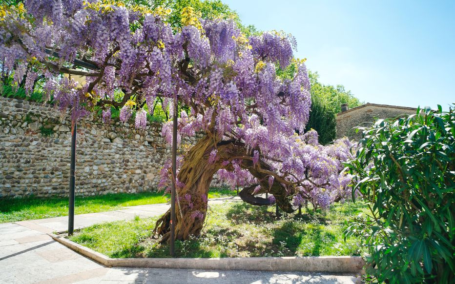 découvrez comment fabriquer un support solide et durable pour votre glycine afin de sublimer votre jardin avec une structure résistante et parfaitement adaptée.