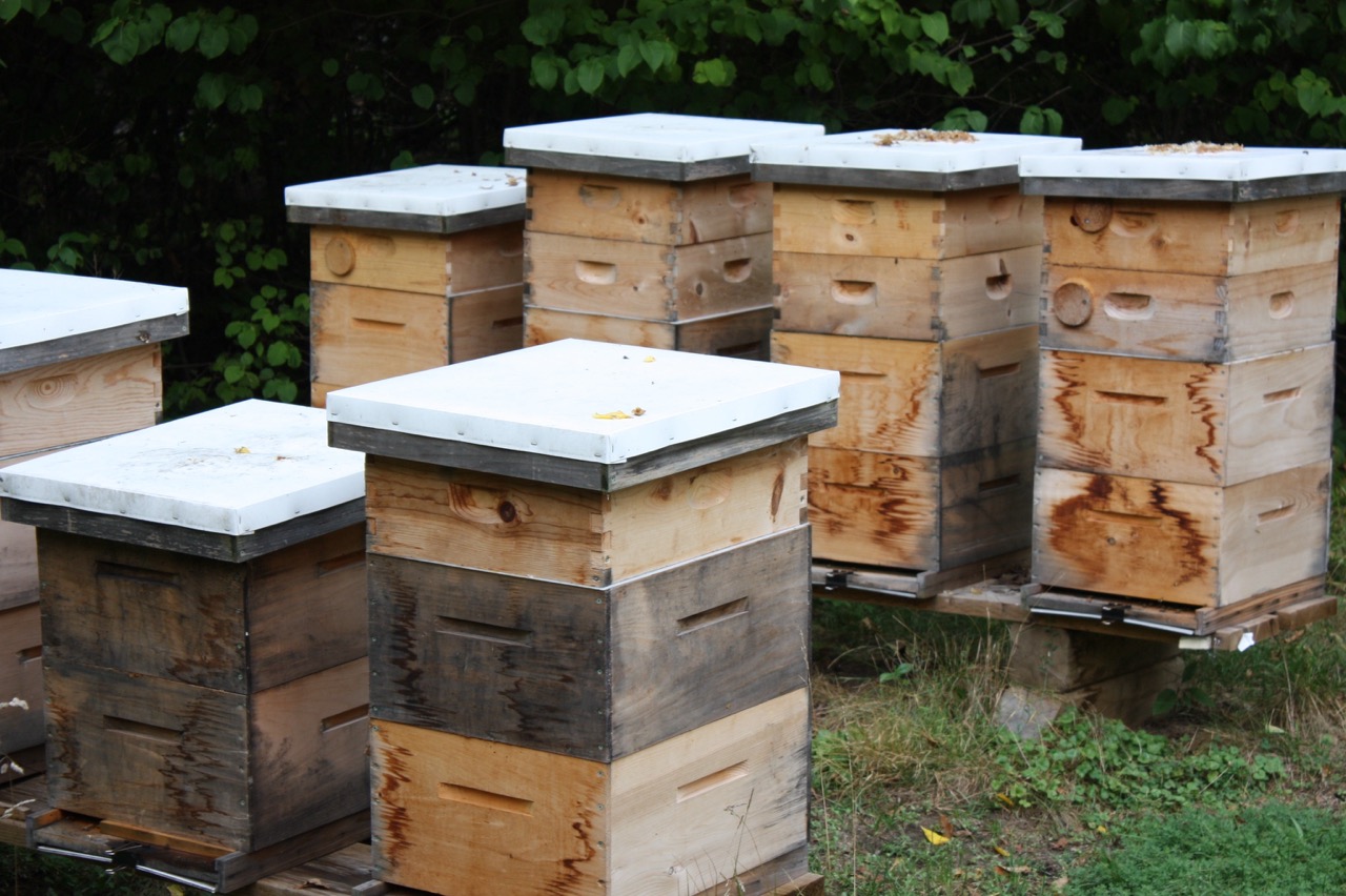 découvrez comment fabriquer une ruche facilement grâce à notre guide étape par étape, idéal pour les débutants en apiculture.