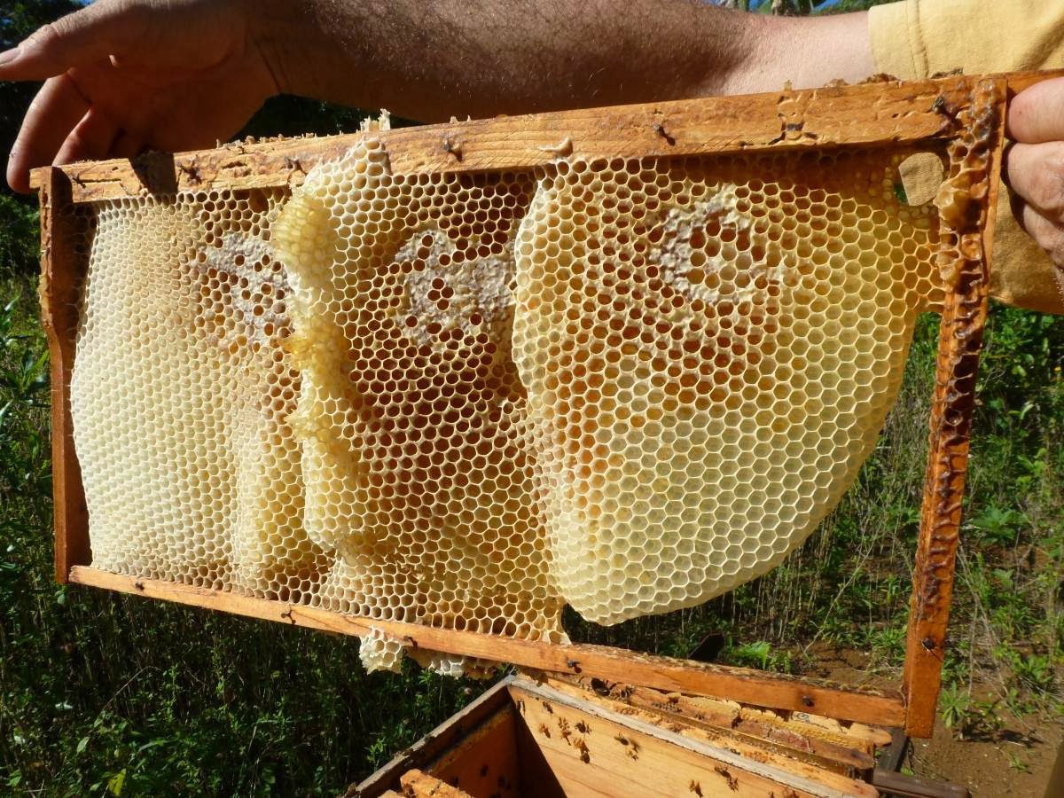 découvrez comment fabriquer une ruche facilement avec notre guide étape par étape, idéal pour les débutants souhaitant débuter en apiculture.
