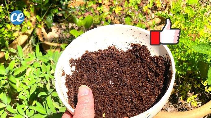 découvrez les bienfaits du marc de café au jardin et nos astuces pratiques pour l'utiliser efficacement en 2025. améliorez la santé de vos plantes tout en recyclant naturellement !