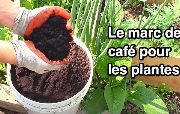 Marc de café au jardin : astuces et bienfaits pour vos plantes en 2025