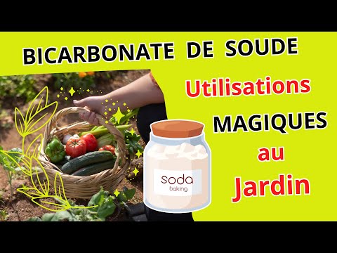 découvrez comment utiliser le bicarbonate de soude au jardin en 2025 pour améliorer la santé de vos plantes, lutter contre les parasites et enrichir votre sol de manière naturelle et écologique.