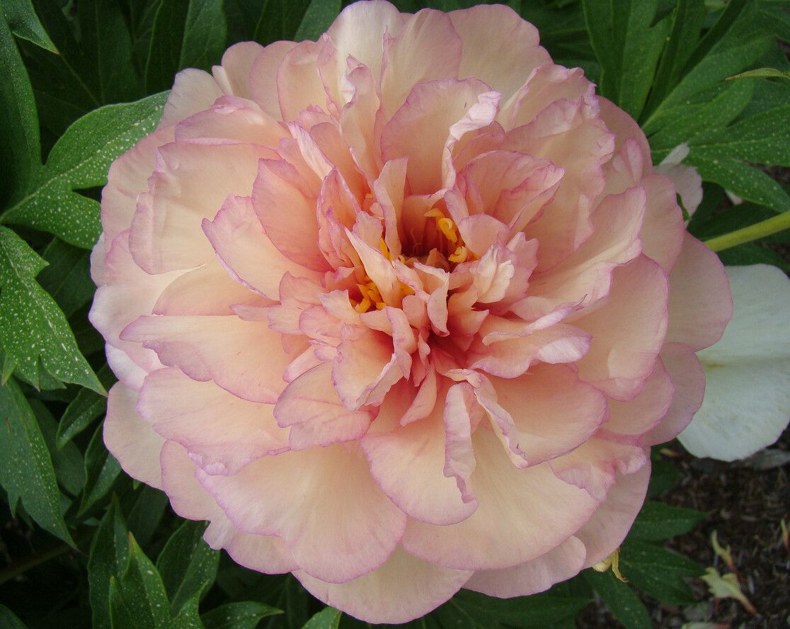 découvrez les meilleures astuces et conseils pour réussir votre jardinage en pots en 2025. idées innovantes, plantes adaptées et entretien facile pour un espace vert réussi.