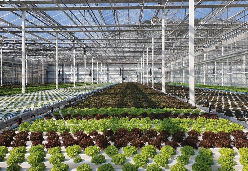 découvrez les dernières tendances en jardinage hors sol pour 2025 et apprenez à cultiver vos plantes facilement et efficacement toute l'année.