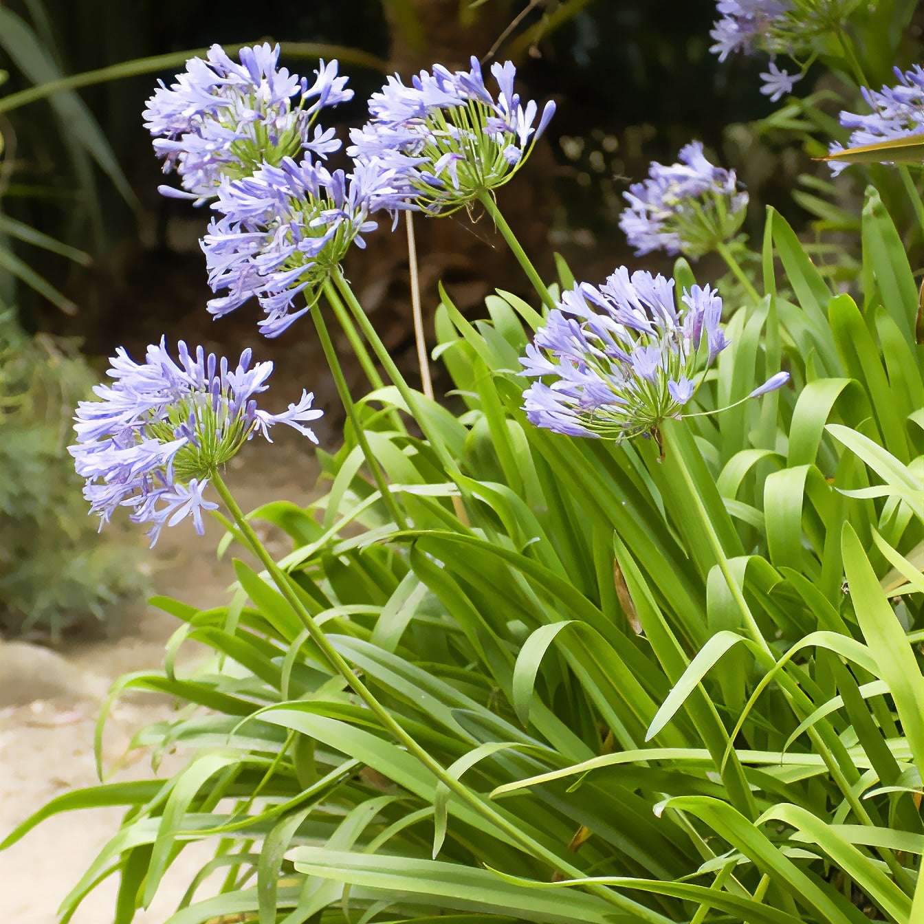 découvrez l'agapanthe africana, une plante aux multiples bienfaits pour votre jardin et votre bien-être. apprenez comment l'entretenir et profiter de ses vertus naturelles.