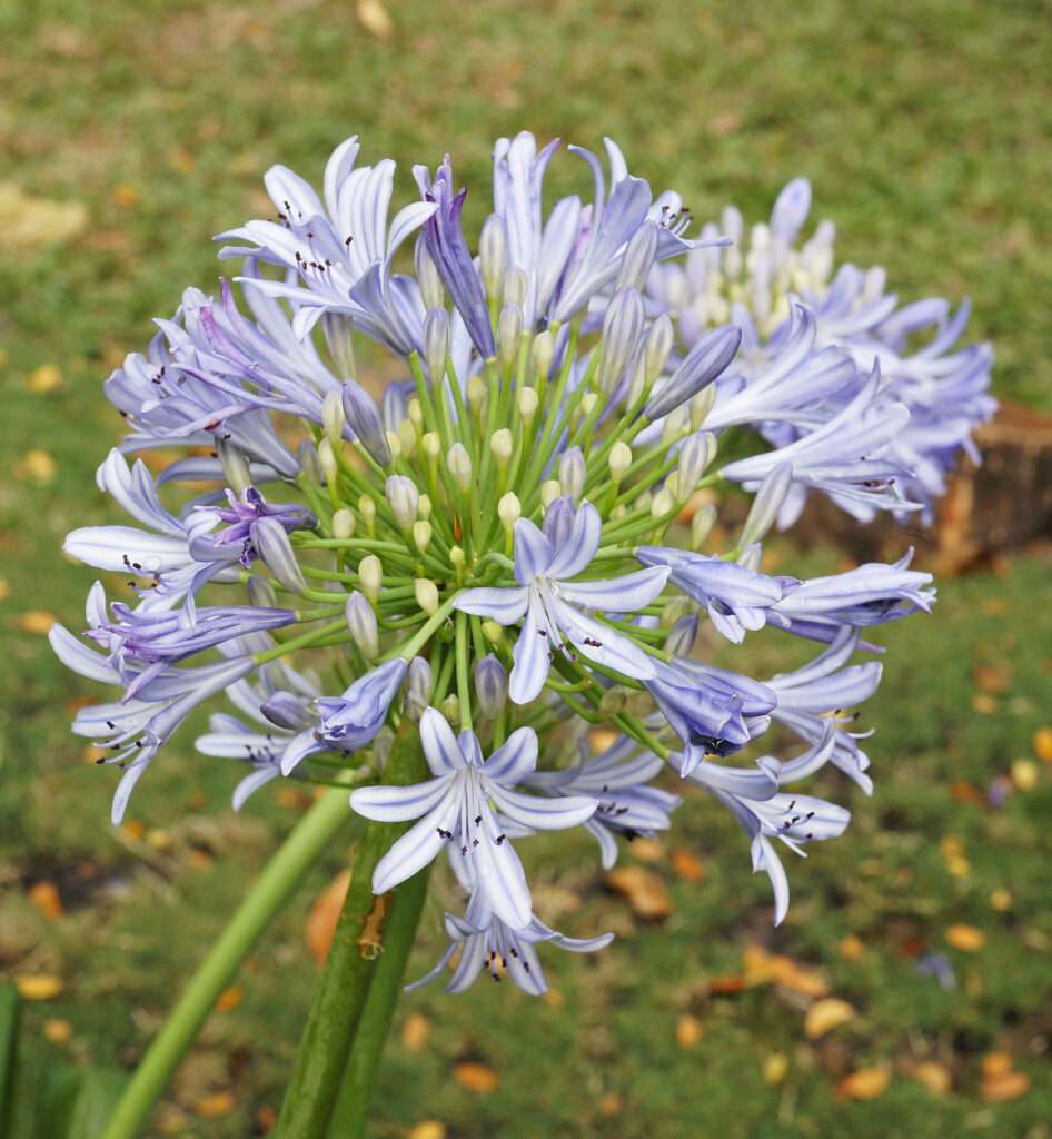 découvrez les bienfaits de l'agapanthe africana, une plante élégante aux propriétés apaisantes et décoratives, idéale pour embellir votre jardin tout en profitant de ses vertus naturelles.
