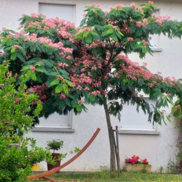 découvrez l'albizia, arbre de soie aux magnifiques fleurs roses, ses caractéristiques uniques et nos conseils pratiques pour un entretien réussi.