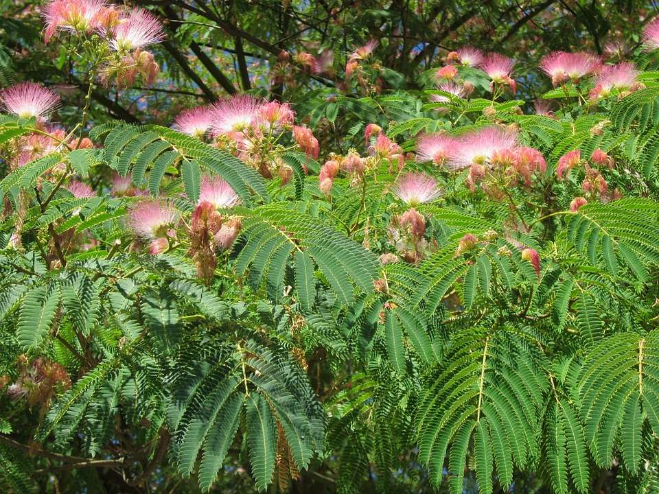 découvrez les caractéristiques et les conseils d'entretien de l'albizia, aussi appelé arbre de soie, pour embellir votre jardin avec ses magnifiques fleurs et son feuillage délicat.
