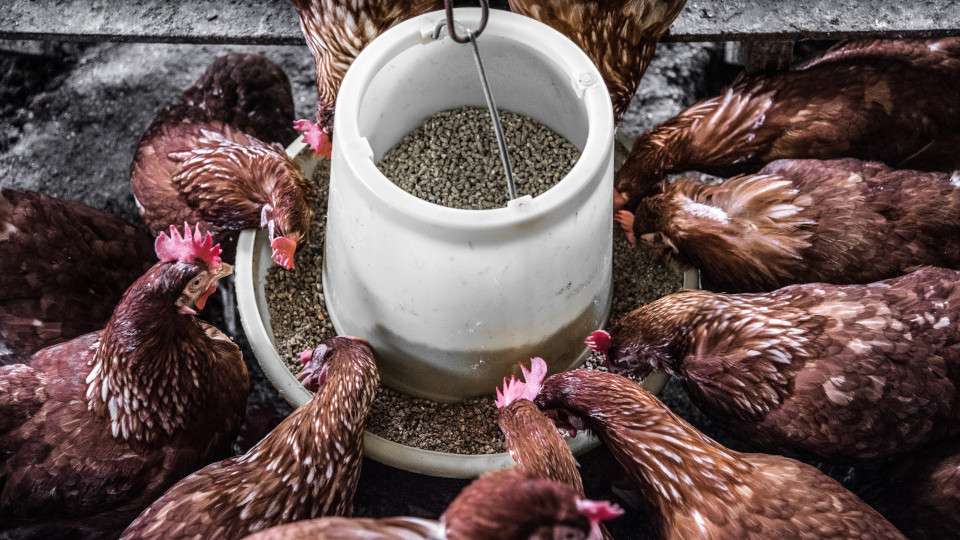 découvrez comment offrir une alimentation saine à vos poules pondeuses pour améliorer leur santé et la qualité des œufs.
