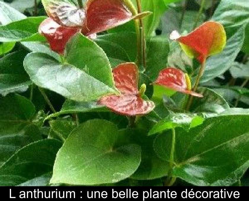 découvrez comment entretenir parfaitement votre anthurium grâce à nos conseils pratiques pour une plante saine et florissante toute l'année.