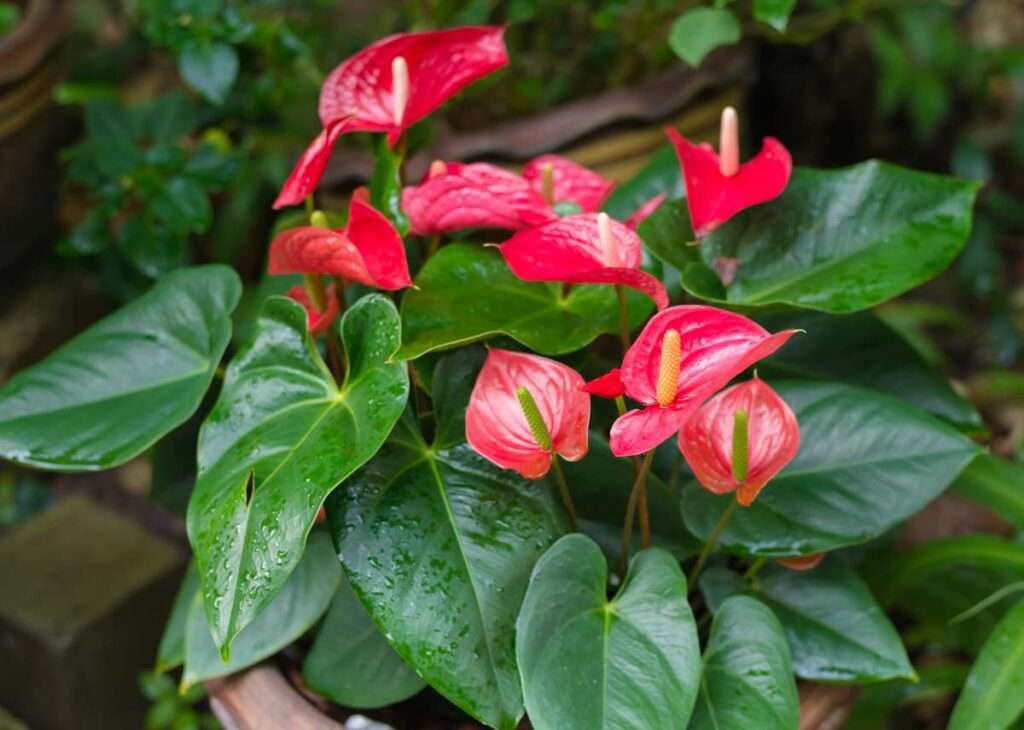 découvrez nos conseils d'entretien pour l'anthurium, plante élégante et colorée, afin de la garder belle et en bonne santé toute l'année.