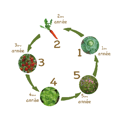 découvrez les avantages de la rotation des cultures pour améliorer la fertilité du sol, réduire les maladies des plantes et optimiser les rendements agricoles.