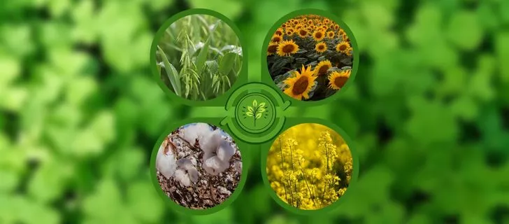 découvrez les avantages de la rotation des cultures pour améliorer la fertilité du sol, réduire les maladies des plantes et optimiser la production agricole.