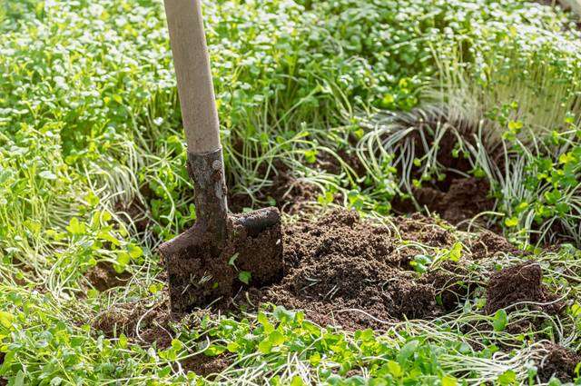 découvrez les avantages de l'engrais vert moutarde pour améliorer la qualité du sol, lutter contre les mauvaises herbes et favoriser la biodiversité dans votre jardin ou vos cultures.