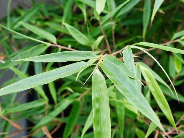 découvrez comment choisir et entretenir des bambous non traçants pour un jardin esthétique et sans envahissement. conseils et astuces pour un espace vert maîtrisé.