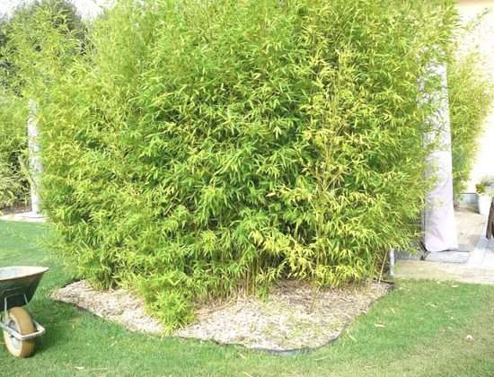découvrez comment choisir et entretenir des bambous non traçants pour un jardin esthétique et facile à gérer. conseils pratiques et astuces d'entretien.