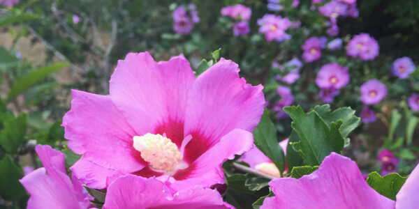 découvrez les bienfaits de l'hibiscus althéa, une plante aux vertus apaisantes et médicinales reconnues, idéale pour votre bien-être et votre santé.
