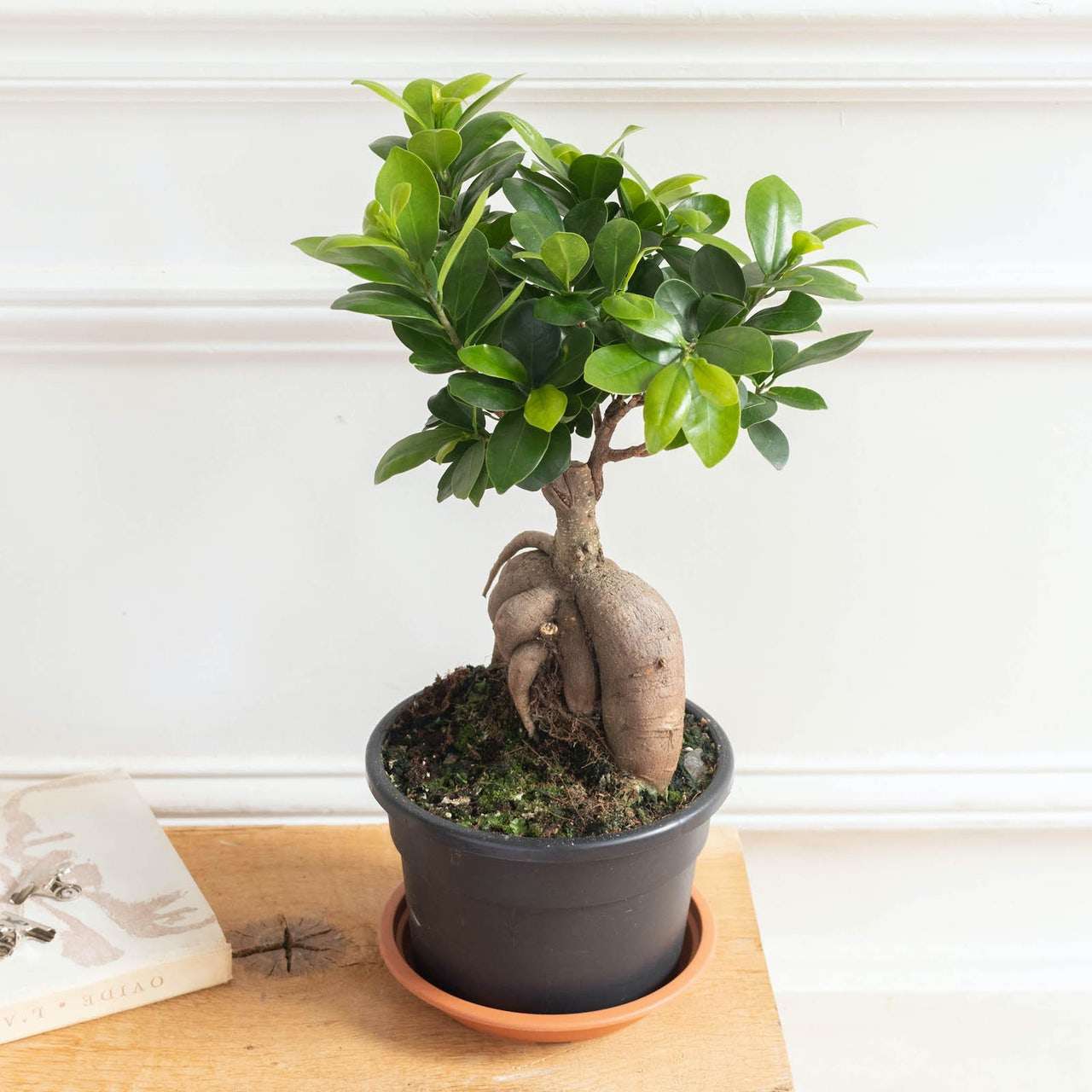 découvrez comment entretenir et favoriser la croissance de votre bonsaï ficus ginseng grâce à nos conseils pratiques et faciles à suivre.