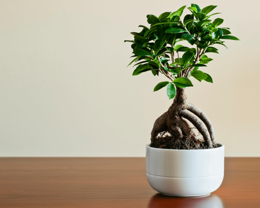 découvrez comment entretenir et favoriser la croissance de votre bonsaï ficus ginseng grâce à nos conseils pratiques et faciles à suivre.