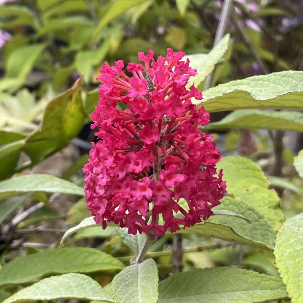 découvrez comment le buddleia peut attirer une riche biodiversité dans votre jardin en attirant papillons, abeilles et autres pollinisateurs pour un espace naturel et vivant.
