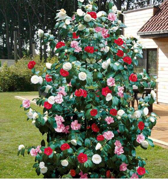découvrez le camélia japonica, un arbuste d’ornement élégant aux fleurs spectaculaires, idéal pour embellir vos jardins toute l'année.