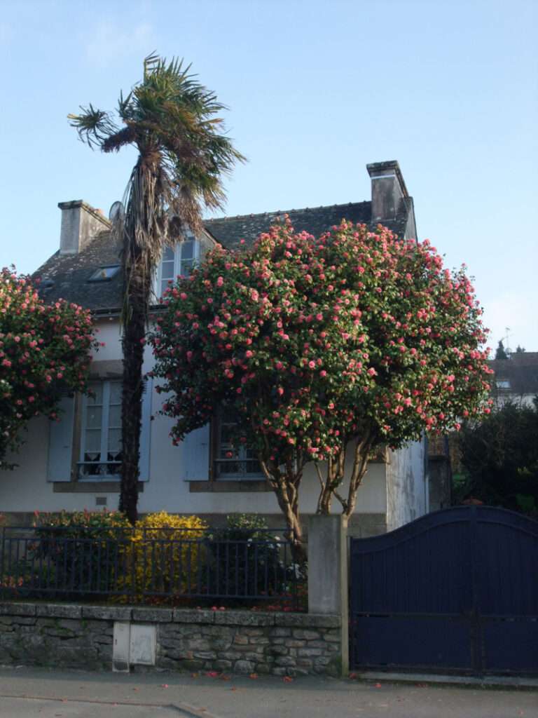 découvrez le camélia japonica, un arbuste d'ornement aux fleurs élégantes et colorées, idéal pour sublimer votre jardin toute l'année.
