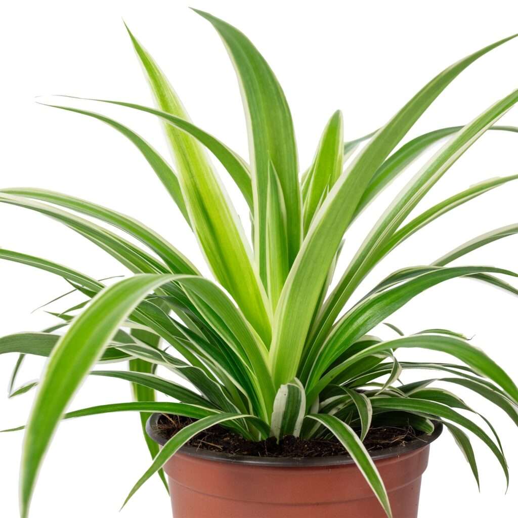 découvrez comment entretenir facilement votre chlorophytum araignée avec nos conseils simples et efficaces pour une plante saine et verdoyante.