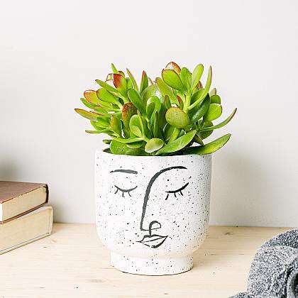 découvrez comment choisir l'aloe vera parfait pour la décoration et la purification de votre intérieur, alliant esthétique et bienfaits naturels.