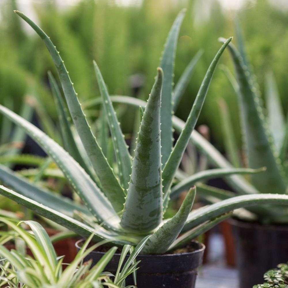 découvrez comment choisir l'aloe vera idéal pour la déco et la purification de votre intérieur, alliant esthétique naturelle et bienfaits purifiants.