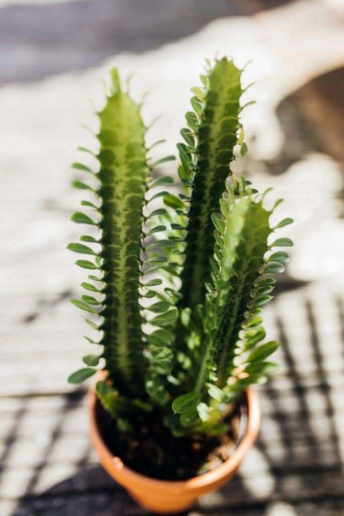 découvrez comment choisir et entretenir vos cactus et succulentes d'intérieur pour apporter une touche de verdure facile à vivre et décorative dans votre maison.