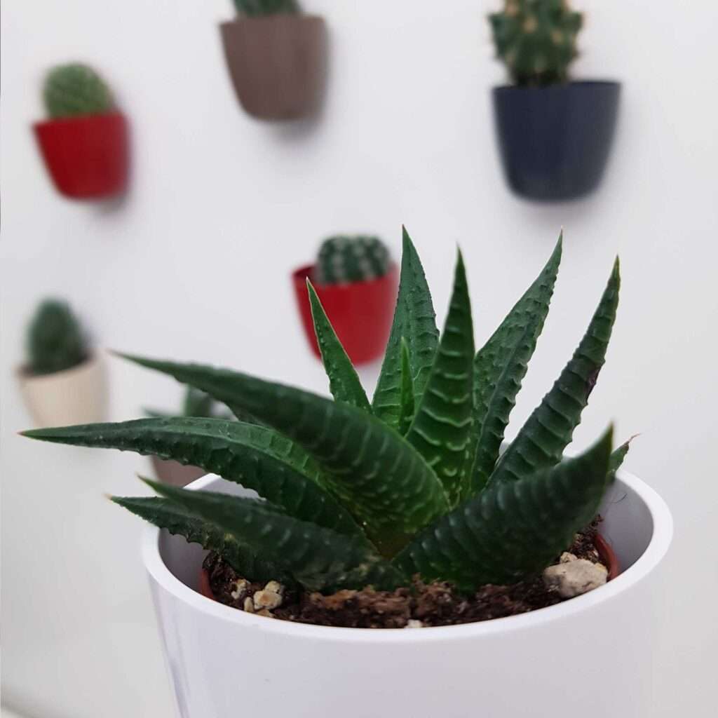 découvrez comment choisir et entretenir vos cactus et succulentes d'intérieur pour un espace verdoyant et facile à vivre toute l'année.