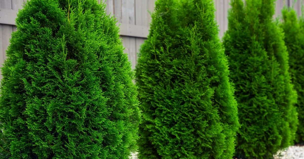 découvrez comment choisir la haie de thuyas idéale pour votre jardin et apprenez les meilleures techniques pour l'entretenir facilement et la garder en bonne santé toute l'année.