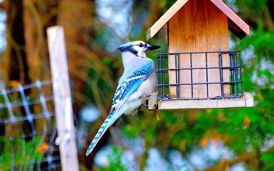 découvrez comment choisir la mangeoire idéale pour attirer et nourrir les oiseaux dans votre jardin tout au long de l'année.