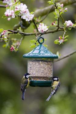 découvrez comment choisir la mangeoire idéale pour votre jardin afin d'attirer et nourrir les oiseaux en toute saison. conseils pratiques et astuces pour un jardin accueillant.