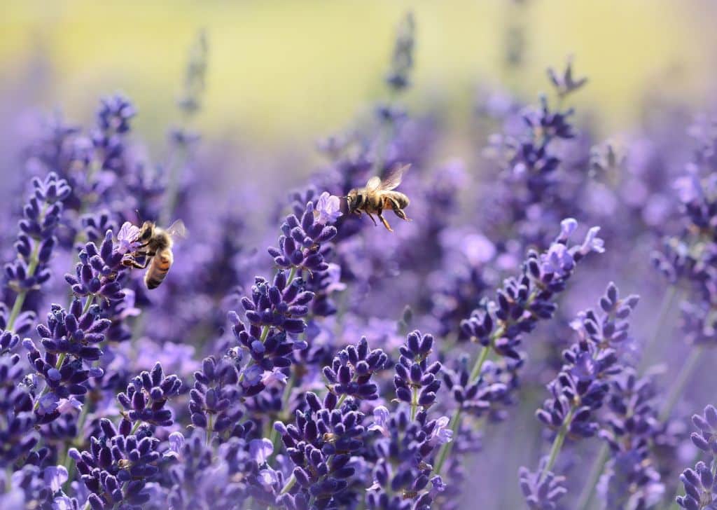 découvrez comment choisir des plantes mellifères pour favoriser la biodiversité et soutenir les pollinisateurs dans votre jardin.