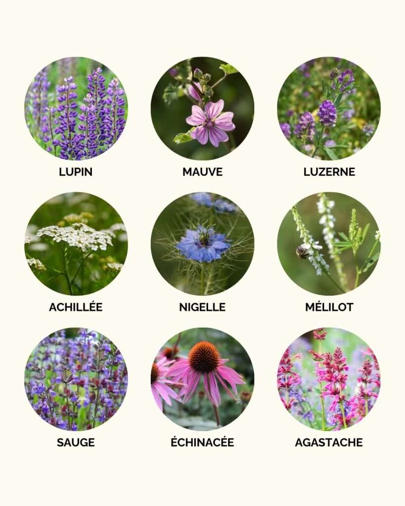 découvrez comment choisir des plantes mellifères pour favoriser la biodiversité et soutenir les pollinisateurs essentiels à notre écosystème.