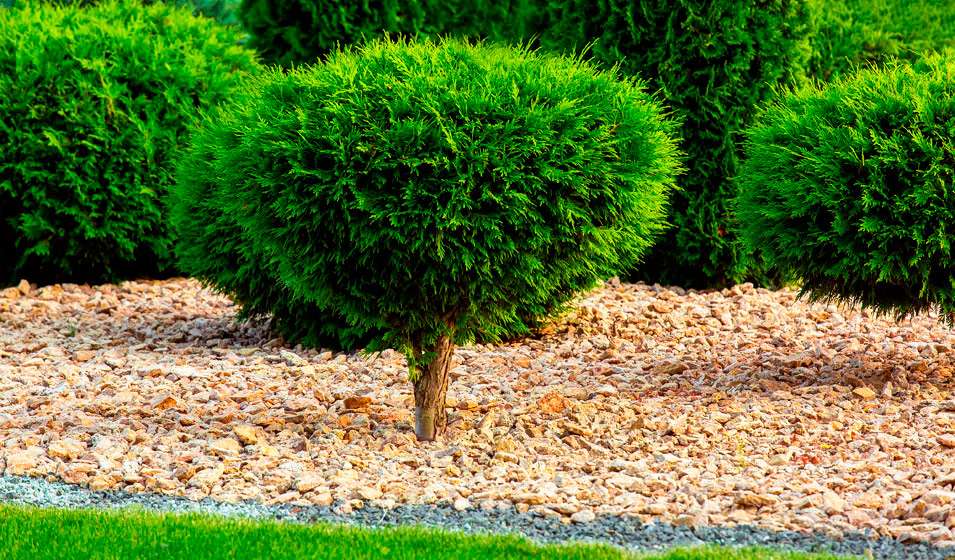découvrez comment choisir le paillage idéal pour un jardin écologique, favorisant la biodiversité, la santé du sol et la réduction de l'entretien.