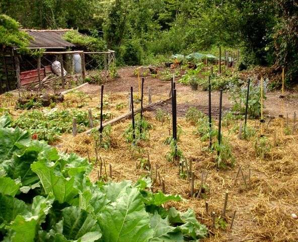 découvrez comment choisir le paillage idéal pour un jardin écologique afin de protéger vos plantes, enrichir le sol naturellement et économiser l'eau.