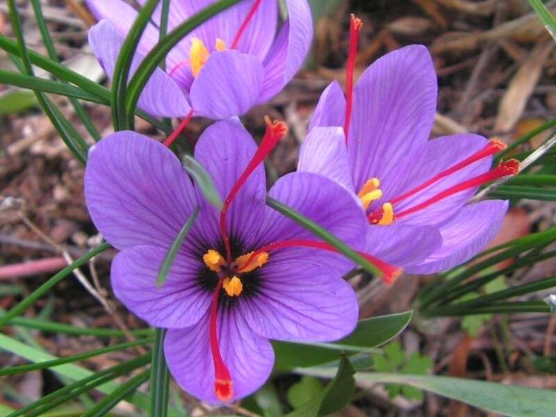 découvrez tout sur le crocus safran : conseils de culture, usages variés et bienfaits pour la santé.