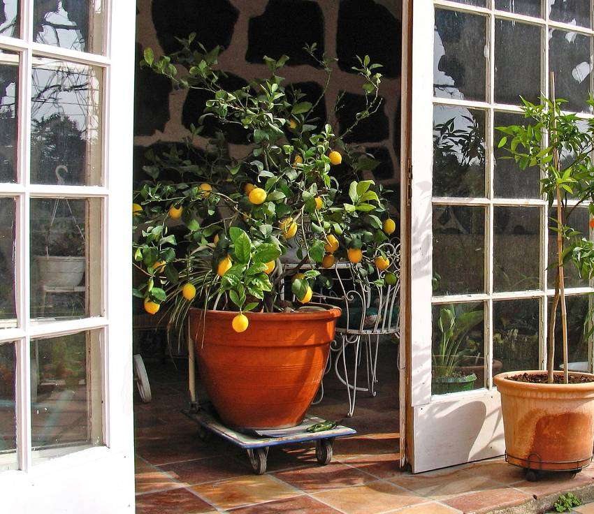 découvrez comment cultiver un citronnier en pot facilement à la maison : conseils d'arrosage, choix du terreau, exposition idéale et entretien pour un citronnier en pleine santé.
