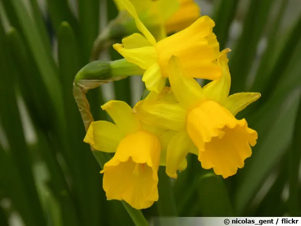 apprenez à cultiver et différencier facilement les narcisses et les jonquilles grâce à nos conseils pratiques pour un jardin fleuri et coloré au printemps.
